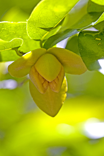 Polyaulax cylindrocarpa (Gurrumu) — photo