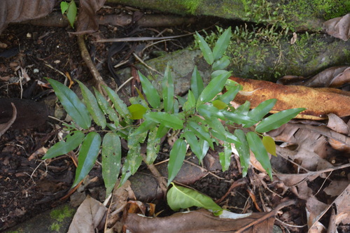 Polyaulax cylindrocarpa (Gurrumu) — photo