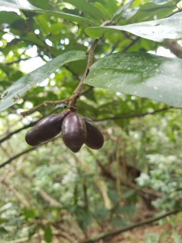Polyaulax cylindrocarpa