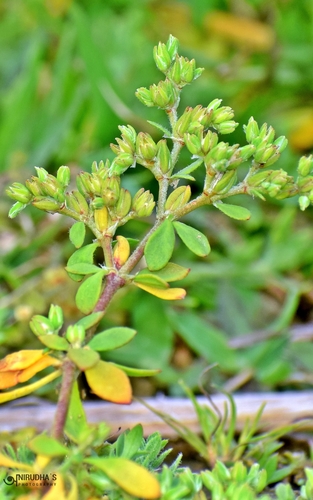 Polycarpon prostratum — photo