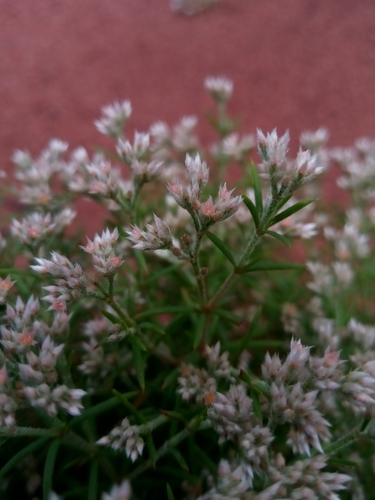Polycarpon prostratum — photo