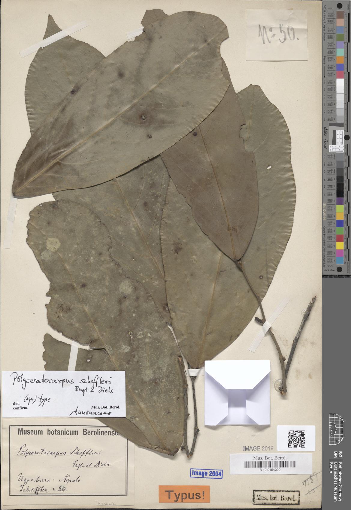 Polyceratocarpus scheffleri — photo