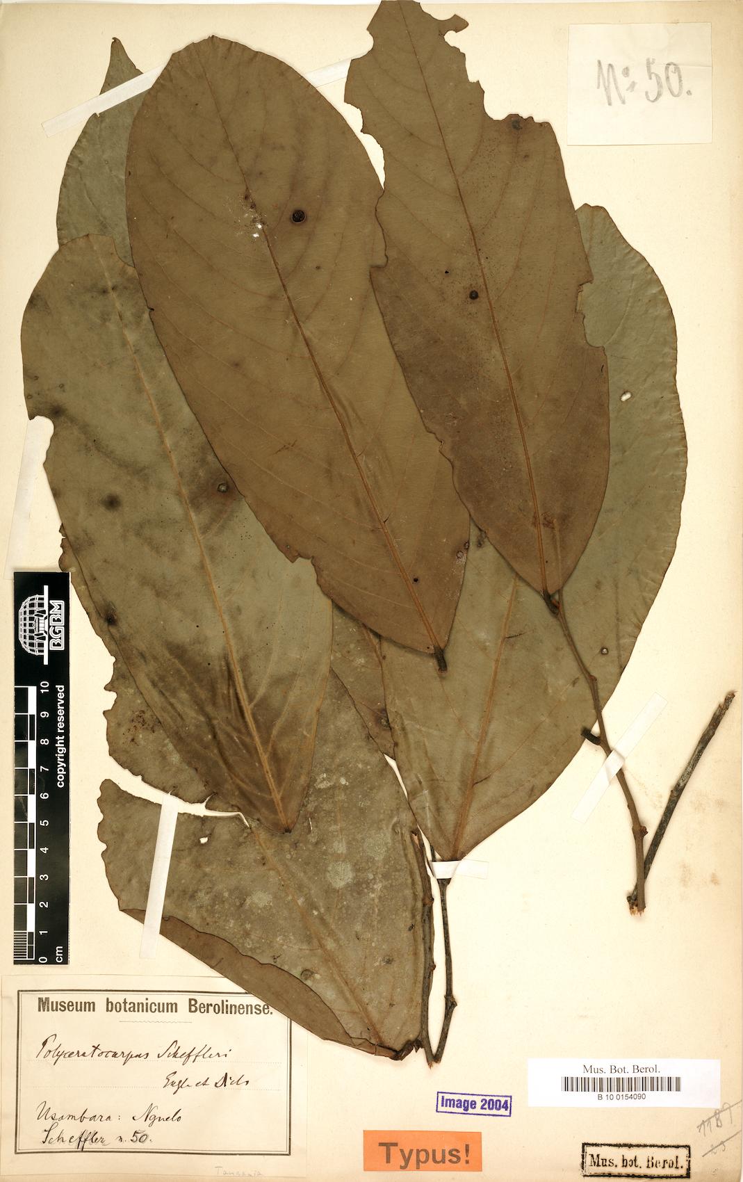 Polyceratocarpus scheffleri — photo