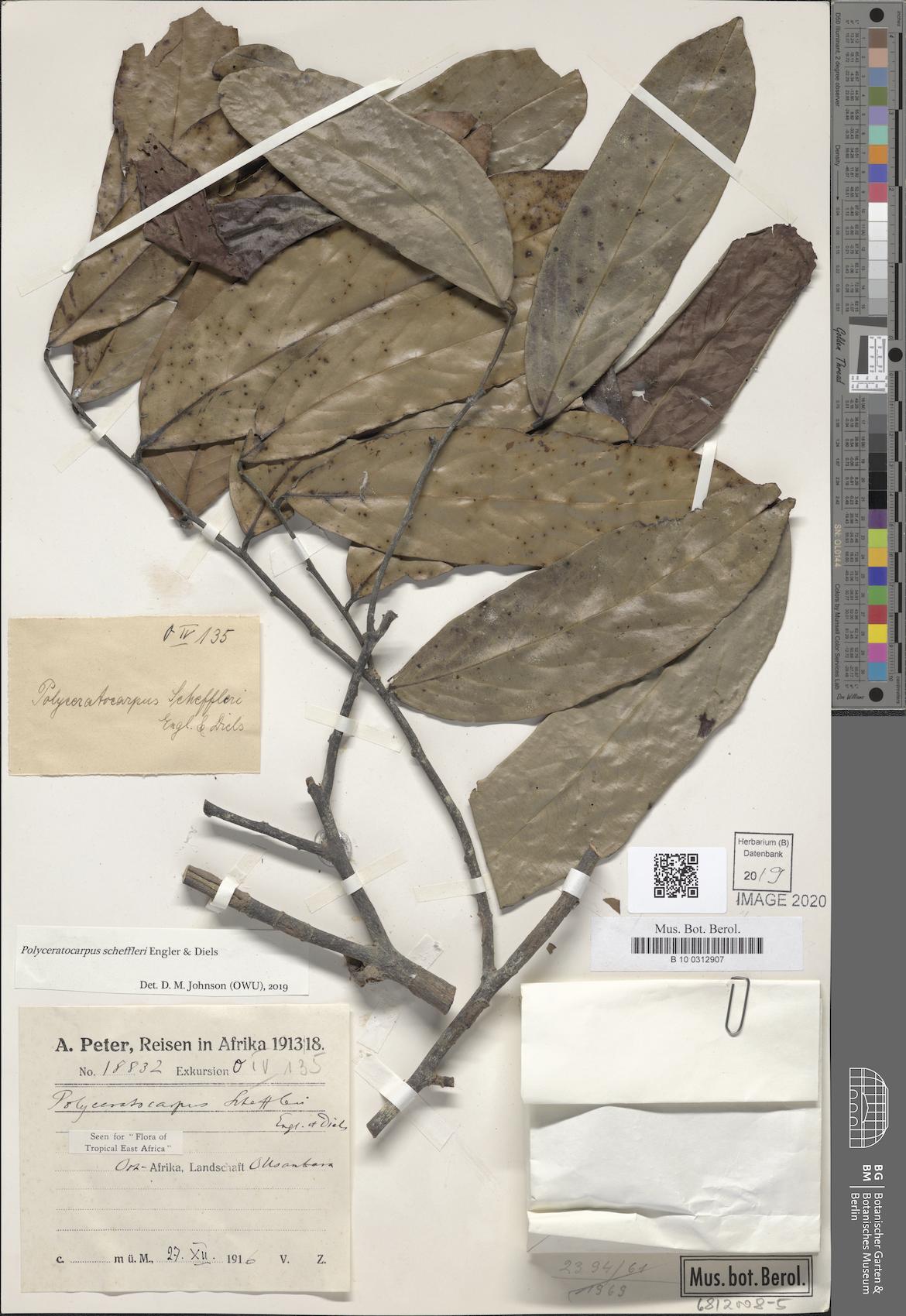 Polyceratocarpus scheffleri