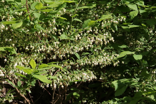 Polycodium stamineum