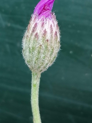 Polydora poskeana — photo