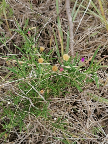 Polydora poskeana — photo