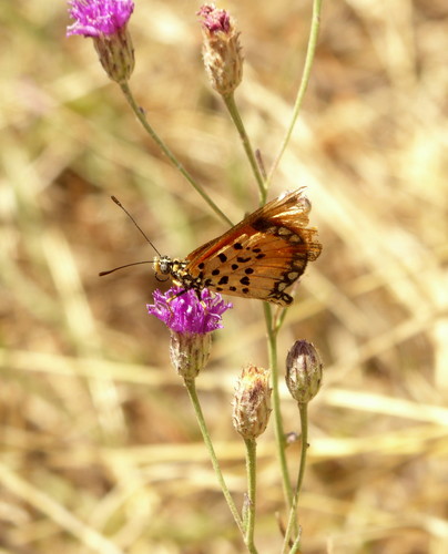 Polydora poskeana