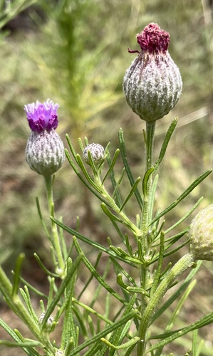 Polydora serratuloides — photo
