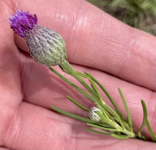 Polydora serratuloides — photo