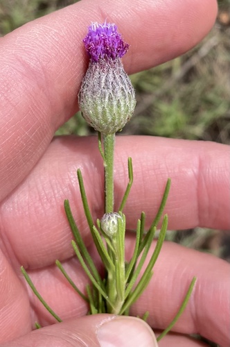 Polydora serratuloides
