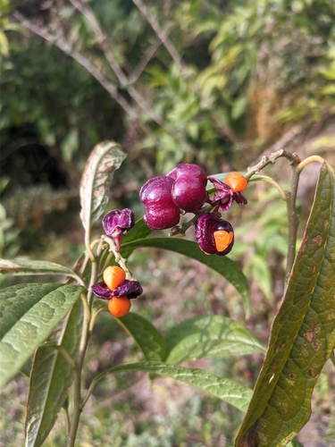 Polygala arillata — photo
