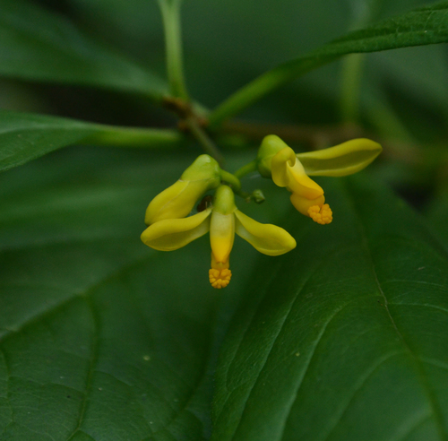 Polygala arillata
