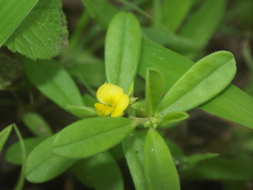 Polygala arvensis — photo