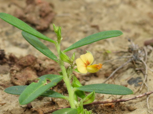 Polygala arvensis