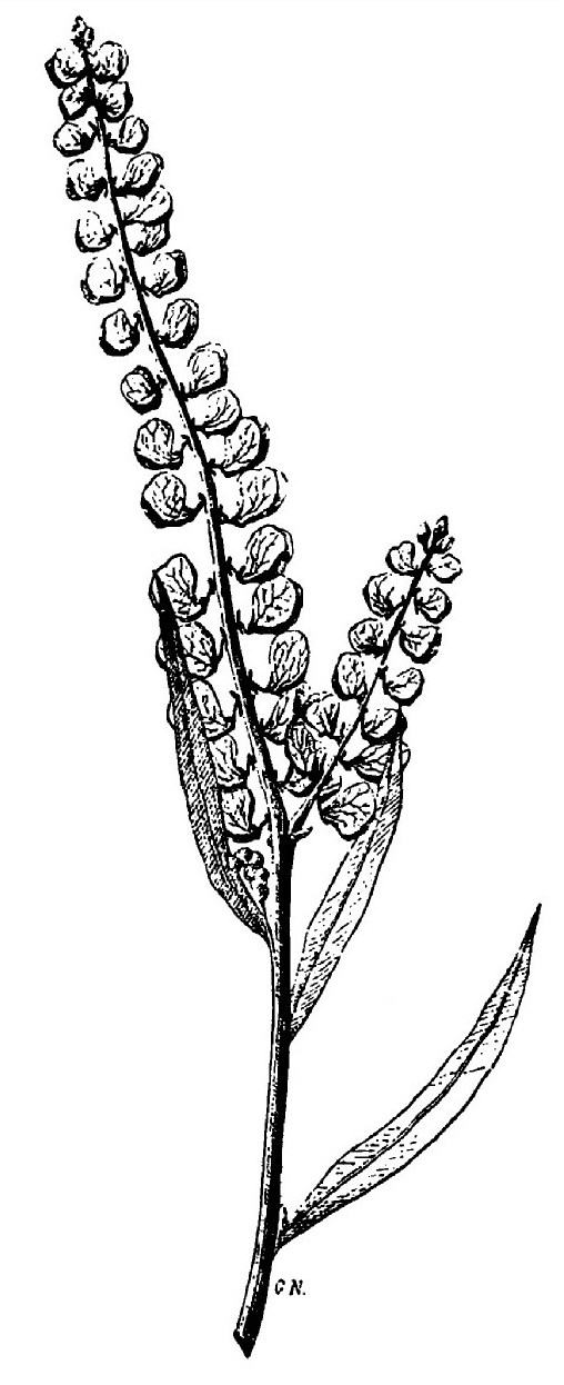 Polygala butyracea
