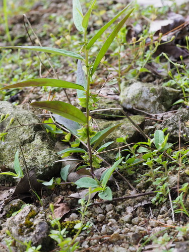 Polygala chinensis — photo
