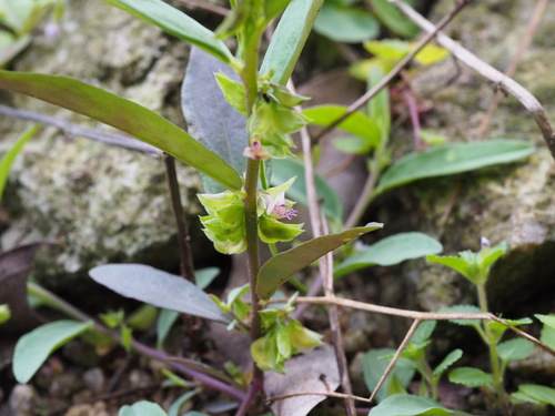 Polygala chinensis — photo