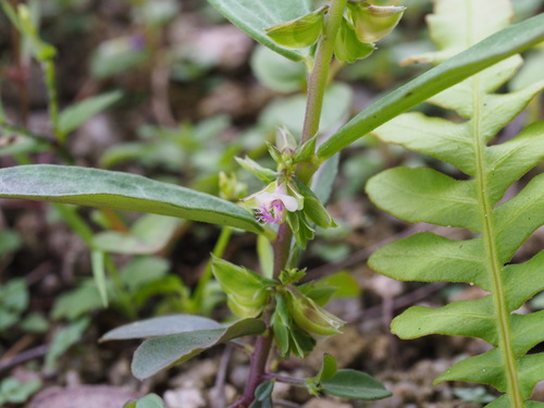 Polygala chinensis
