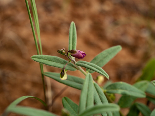 Polygala erioptera (Woolly-winged milkwort) — photo