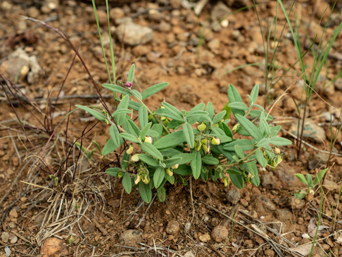 Polygala erioptera (Woolly-winged milkwort) — photo