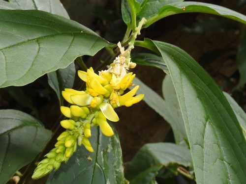 Polygala fallax — photo