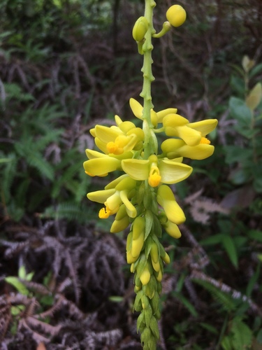 Polygala fallax