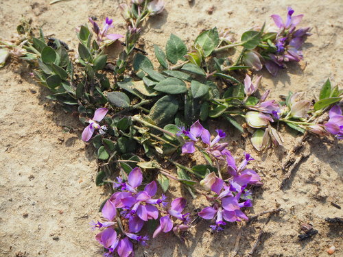 Polygala japonica (Dwarf Milkwort) — photo