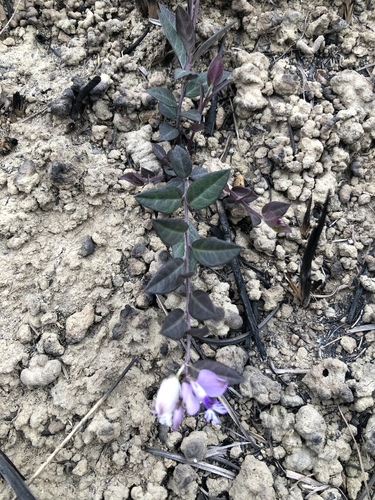 Polygala japonica (Dwarf Milkwort) — photo