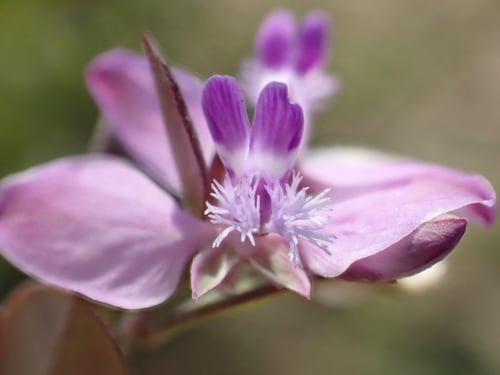Polygala japonica