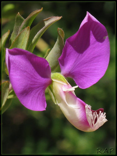 Polygala myrtifolia (Myrtle leaf milkwort) — photo