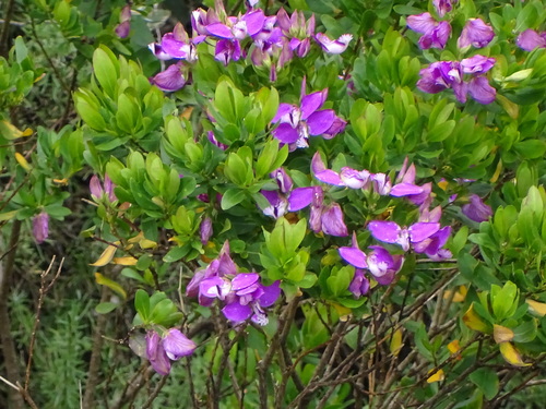 Polygala myrtifolia (Myrtle leaf milkwort) — photo