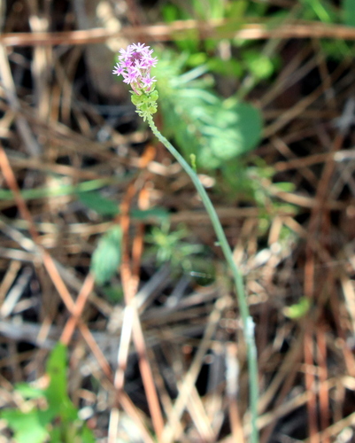 Polygala paniculata (Island snake root) — photo