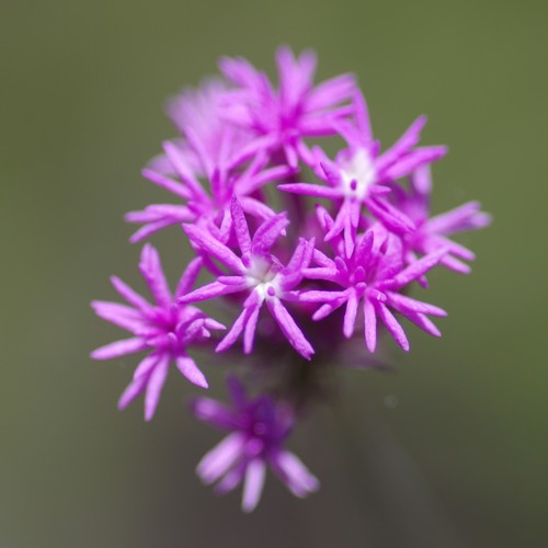Polygala paniculata (Island snake root) — photo