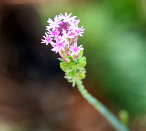 Polygala paniculata