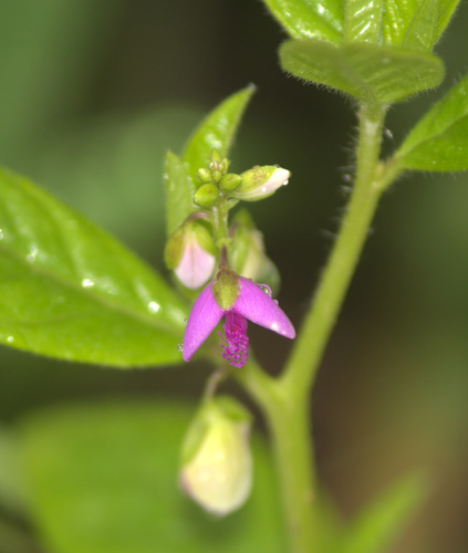 Polygala persicariifolia — photo
