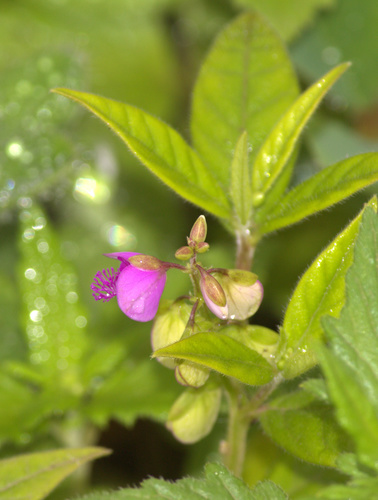 Polygala persicariifolia