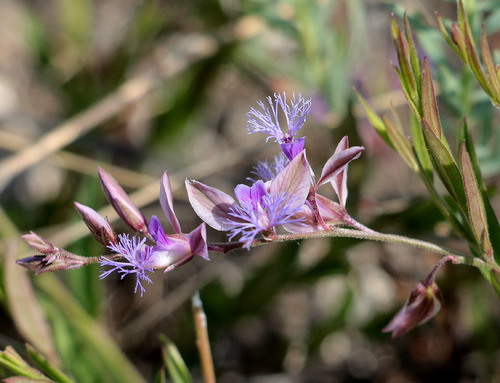 Polygala sibirica (Chinese senega root) — photo