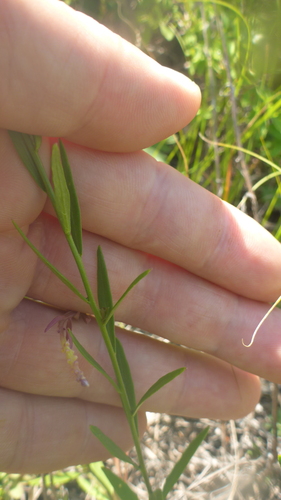 Polygala sibirica (Chinese senega root) — photo