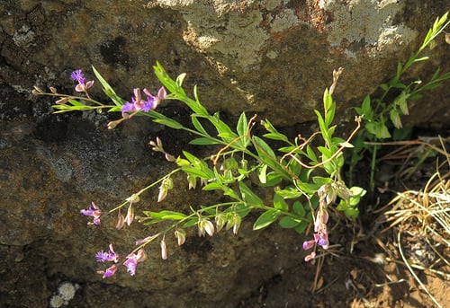 Polygala sibirica