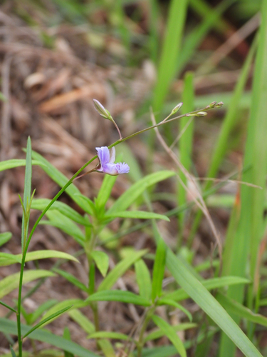 Polygala tenuifolia (Chinese Senega) — photo