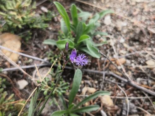 Polygala tenuifolia (Chinese Senega) — photo