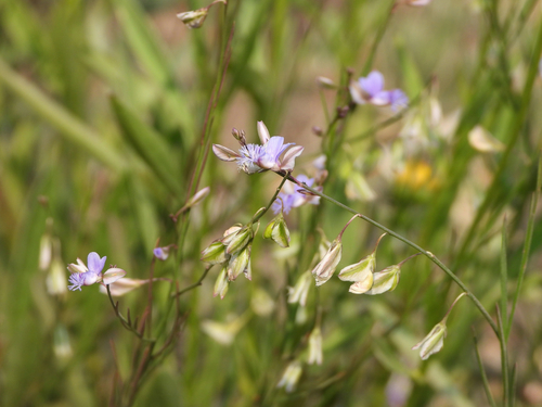 Polygala tenuifolia