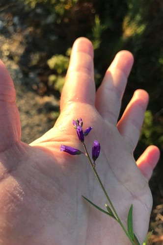 Polygala vulgaris (Milkwort) — photo