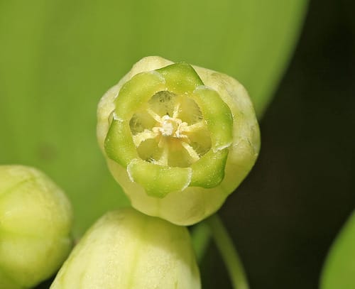 Polygonatum acuminatifolium — photo