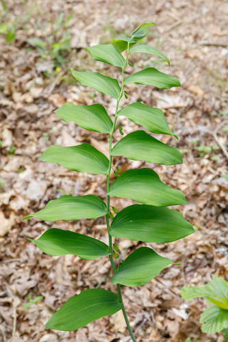 Polygonatum biflorum (Small Solomon's seal) — photo