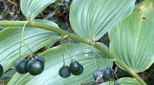 Polygonatum biflorum (Small Solomon's seal) — photo
