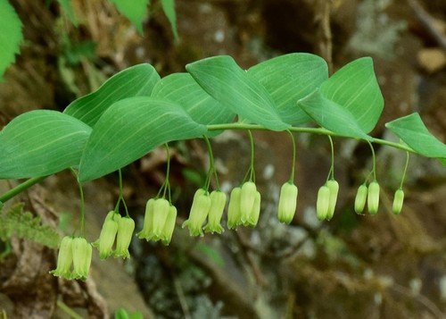Polygonatum biflorum