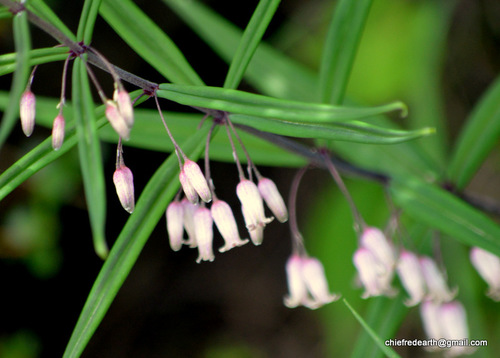 Polygonatum cirrhifolium (Solomon's seal) — photo