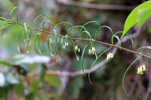 Polygonatum cirrhifolium